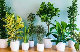 3 Fertilizantes Para Plantas De Interior Agriculturers Com Red De Especialistas En Agricultura