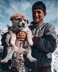 Osmanli Devleti Adli Kullanicinin Turkiye Fotograf Turkey Photo Panosundaki Pin 2020 Kopek Hayvan Sanatcilar