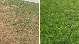Choose a grass seed which type of grass seed you choose depends on your existing grass type. Fall Lawn Prep Part 2 Overseeding Engledow Group