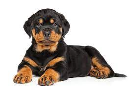 He is an 11 month old german shepherd mix and loves his people. 1 Rottweiler Puppies For Sale In San Diego Ca Uptown