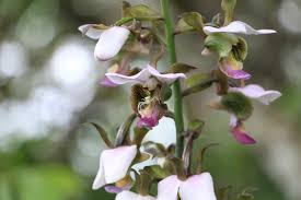 Image result for Eulophia horsfallii