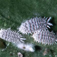 植物に発生する白い天敵 コナカイガラムシ の駆除 予防方法を徹底解説 暮らし の
