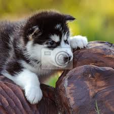 In nur wenigen wochen wachsen welpen zum hund heran. Alaskan Malamute Welpen Leinwandbilder Bilder Malamute Alaskan Schone Myloview De