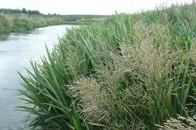 Image result for Glyceria