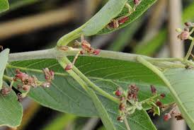 Image result for Tacazzea apiculata