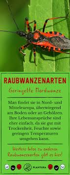Raubwanzenarten Geringelte Mordwanze Diese Morderische Wanze Lasst Sich Nicht Durch Trockenheit Oder Ge Schadlinge Im Garten Pflanzenschutz Buchsbaumzunsler