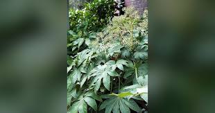 These are an exotic looking plant which is fully hardy. Fatsia Makes Itself At Home Indoors Or Outdoors In Shade