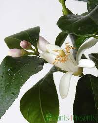 Maybe you would like to learn more about one of these? Arguably The Best Lemon Tree To Grow In The Uk