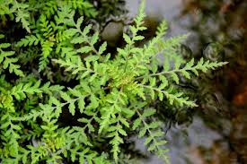 Image result for Hygrophila uliginosa