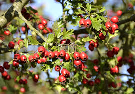 Platzfeste, rote beeren, stachelarm, sehr gesunde sorte, winterhart. Datei Weissdorn Fruchte Im Spatsommer 2012 Jpg Wikipedia
