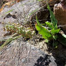 Image result for Ledebouria revoluta