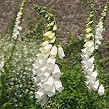 How To Grow Foxgloves Foxglove Foxglove Plant Biennial Plants