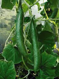 Image result for Cucumis sativus