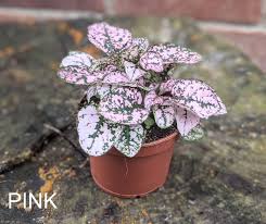 Image result for Hypoestes phyllostachya