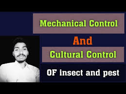 Install of 12 light traps/ha or bonfire in endemic areas. Mechanical Control And Cultural Control Of Insect And Pest Youtube
