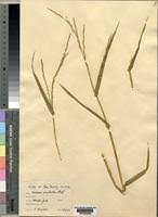 Image result for Acroceras