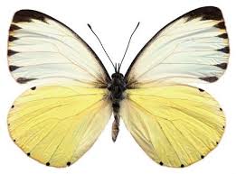 Image result for Globimetula anguliflora