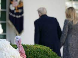 Check spelling or type a new query. What Happens To The Turkeys The President Pardons The Independent