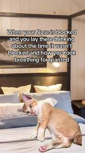 Funny Cat Meme: Blocked Nose Woes | TikTok