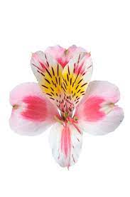 Alstroemeria Rebecca 9 Bunches Wholesale Flowers Alstroemeria Flowers
