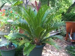 Image result for Cycadaceae