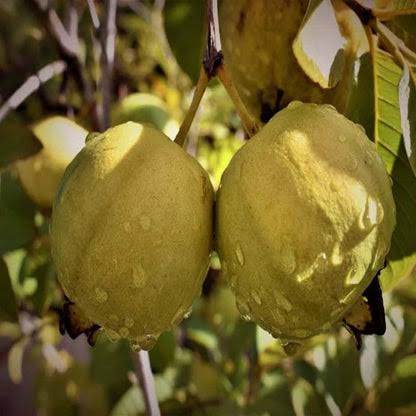 Thai Golden-8 Guava