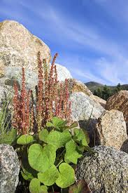 Image result for Vahlia digyna