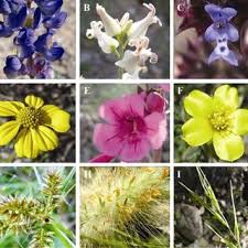 We did not find results for: Animal Pollinated Wild Flowers Of The Sonoran Desert Display A Variety Download Scientific Diagram