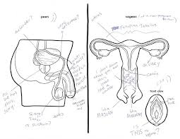 Diagram front view female reproductive system. Male And Female Reproductive Systems Harder To Label For Some Than Others