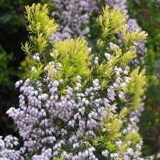 epingle sur ecole de sorcellerie des monts d arree en bretagne cursus rebouteuse lavandiere de nuit en options facultatives