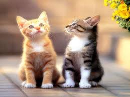 Ruyada Kedi Tarafindan Kovalanmak Ruyandagor Com