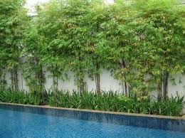 Aliexpress carries wide variety of products. Poolside Bamboo Privacy Screen Could Work Along Fences Instead Of Trees Peyzaj Bitki