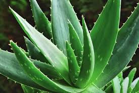 List Of 20 Different Types Of Aloe Plants With Pictures different types of aloe plants