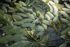 Image result for Aponogetonaceae