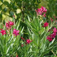 Austin Pretty Limits Oleander Nerium Oleander In 2021 Oleander Plants Plants Perfect Plants