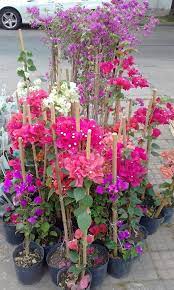 Invia un messaggio a santa rita flor. Hermosas Santa Rita De Las Flores De La Chico Vivero Facebook