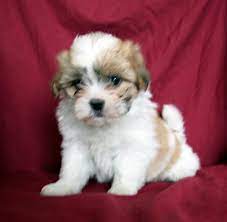 Zuchon puppy for sale near lakeland, florida, usa. Pin On Kids