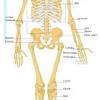 Potential interactions between elements within the structures of calcified tissues mean that it is necessary an osseous tissue represents a specific repository of many metals. 1