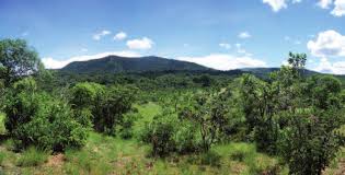 Image result for Rytigynia monantha