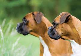 Boxer