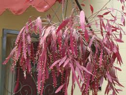 Image result for Euphorbia ramulosa