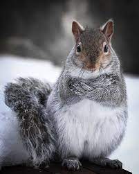 Cross My Heart If You Put Out The Nuts I Ll Only Take One Animals Cute Animals Animals Beautiful
