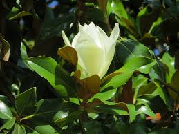 Siepe sempreverde di photinia, la siepe primavera con fiori bianchi profumati raccolti in grappoli. La Magnolia Nei Viali E Nelle Alberature Roberto Mercurio