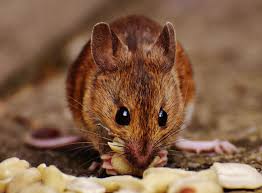 The best ways to get rid of mice. 12 Questions Answers About Mice In Your Home Hilton Head Exterminatorshilton Head Exterminators