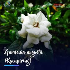Check spelling or type a new query. Lipi Ø¹Ù„Ù‰ ØªÙˆÙŠØªØ± Kacapiring Gardenia Augusta Adalah Perdu Tahunan Dari Suku Kopi Kopian Bunganya Berwarna Putih Dan Sangat Harum Dikenal Juga Dengan Nama Gardenia Jasminoides Yang Berarti Seperti Melati Walaupun Tidak Ada