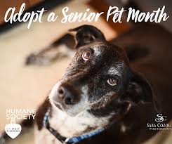 Search for dogs for adoption at shelters near michigan, mi. Nov Is Adopt A Senior Pet Month You Can Adopt One For Free
