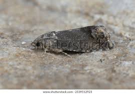 Image result for Cydia splendana