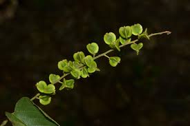 Image result for Gouania