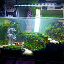 Dan kcl sebanyak 100/60 x 150 = 250 gram. Jual Jual Aquascape Full Set Uk 80cm X 40cm X 40 Cm Jakarta Selatan Kios Manda Aquarium Tokopedia