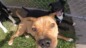We did not find results for: Puppies For Parole Missouri Program Lets Inmates Train Shelter Dogs
